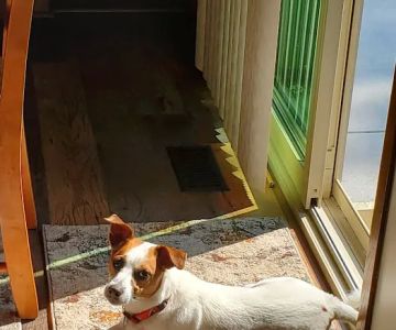 Animal Hospital-Nicholasville: Fox Julie DVM