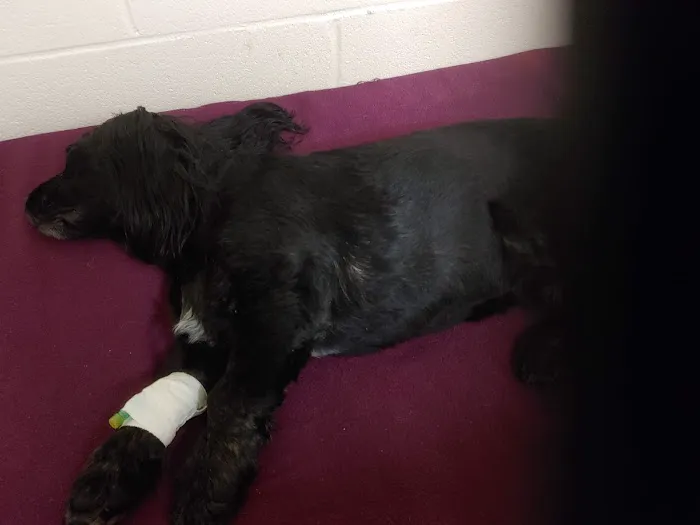 Animal Hospital-Nicholasville: Fox Julie DVM 3