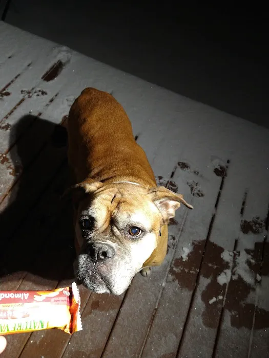 Animal Hospital-Nicholasville: Fox Julie DVM 2