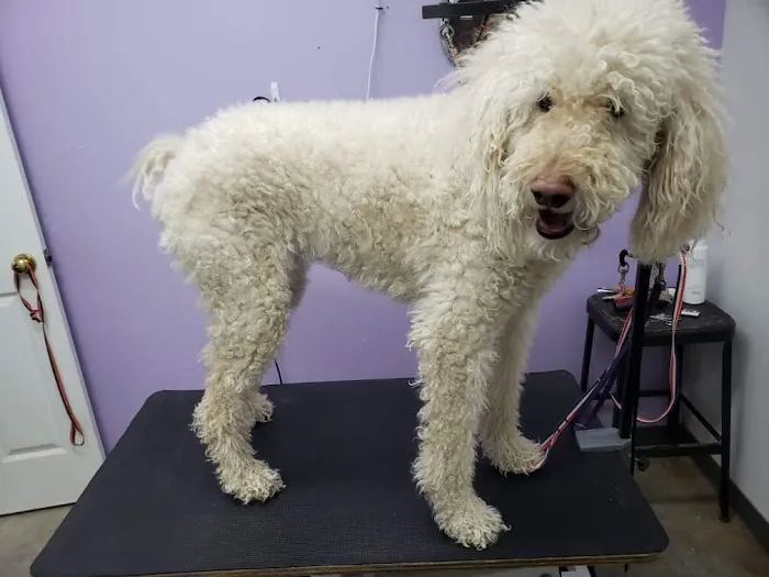 Bluegrass Animal Hospital 1
