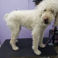 Bluegrass Animal Hospital ico
