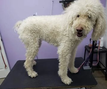 Bluegrass Animal Hospital