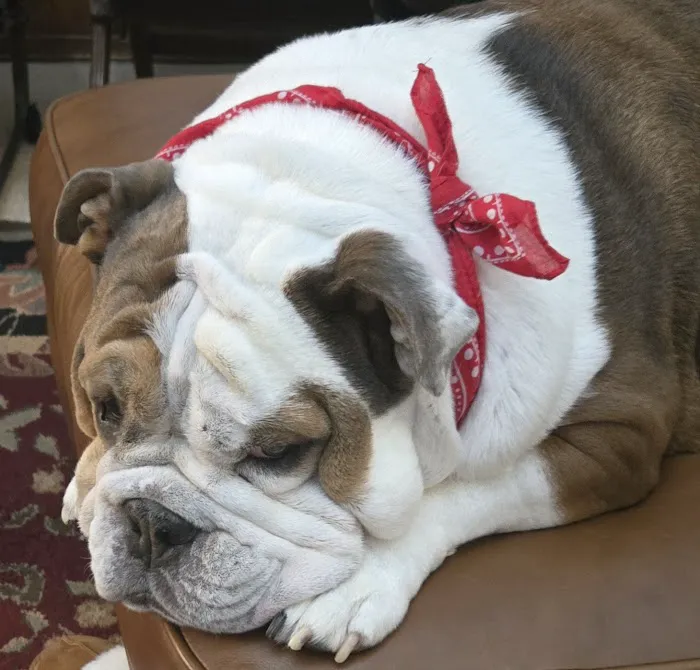 Bellaire Animal Medical Center 5