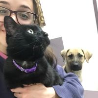Animal Clinic At Equestrian Woods ico