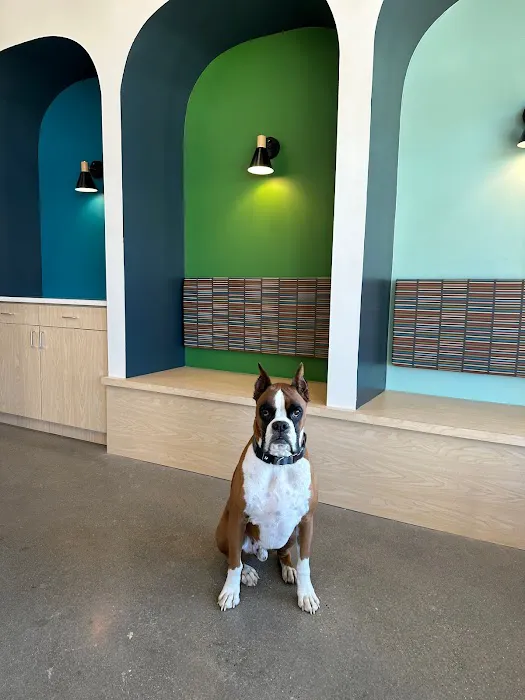 Blue Paw Primary Pet Care 12