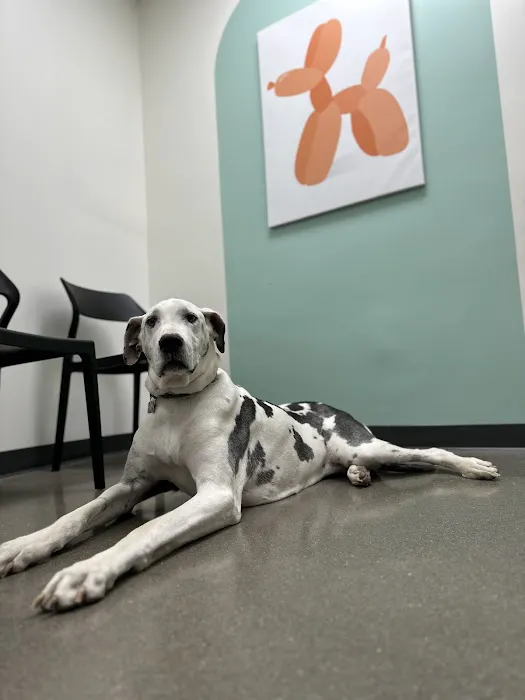Blue Paw Primary Pet Care 12