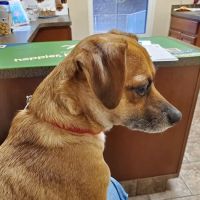 Animal Care Clinic ico