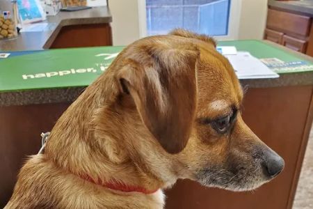 Animal Care Clinic