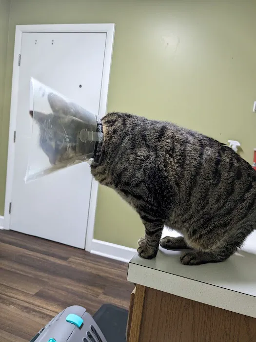 Clays Mill Veterinary Clinic 12