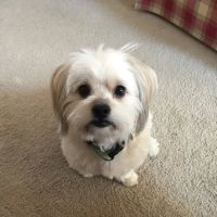 Clays Mill Veterinary Clinic ico