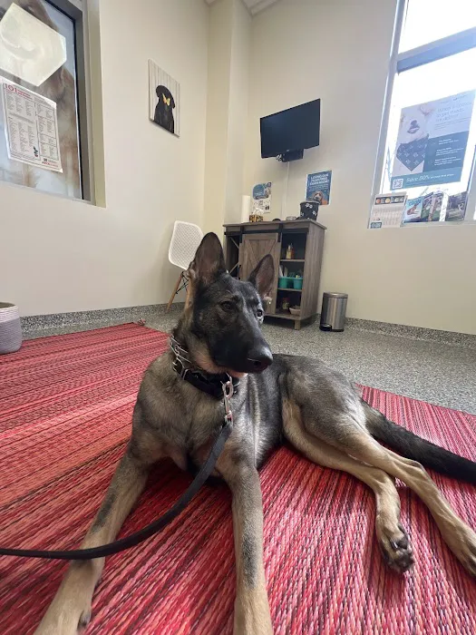 PetVet365 Pet Hospital Lexington/Harrodsburg Rd 12