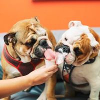 PetVet365 Pet Hospital Lexington/Harrodsburg Rd ico