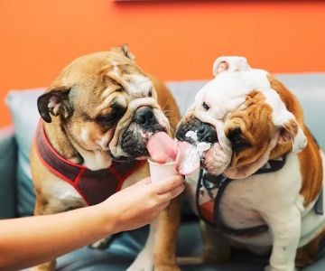 PetVet365 Pet Hospital Lexington/Harrodsburg Rd