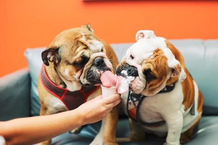PetVet365 Pet Hospital Lexington/Harrodsburg Rd