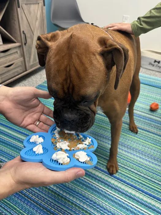 PetVet365 Pet Hospital Lexington/Harrodsburg Rd 12