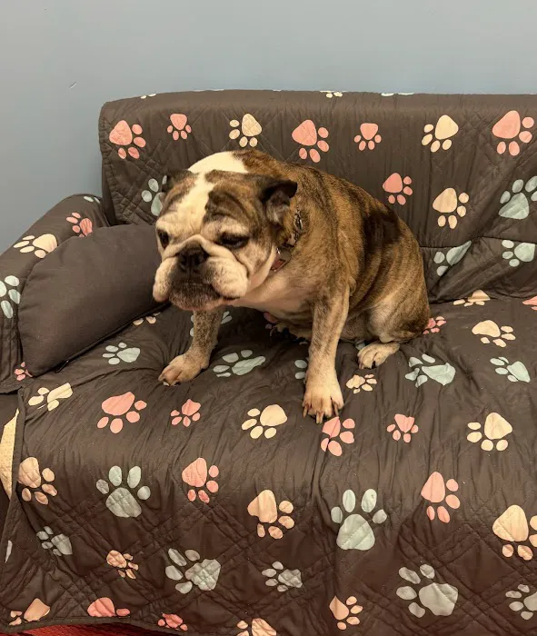 PetVet365 Pet Hospital Lexington/Harrodsburg Rd 12