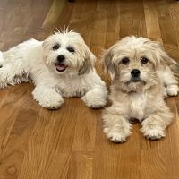 Nicholasville Road Animal Hospital ico