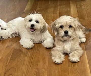 Nicholasville Road Animal Hospital