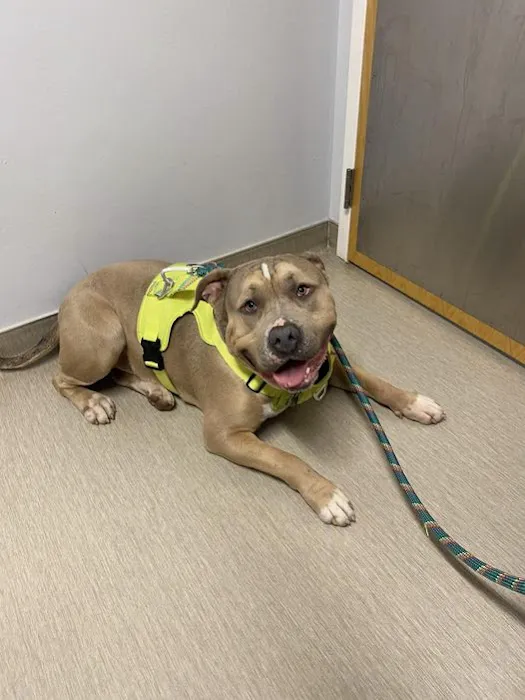 Nicholasville Road Animal Hospital 9