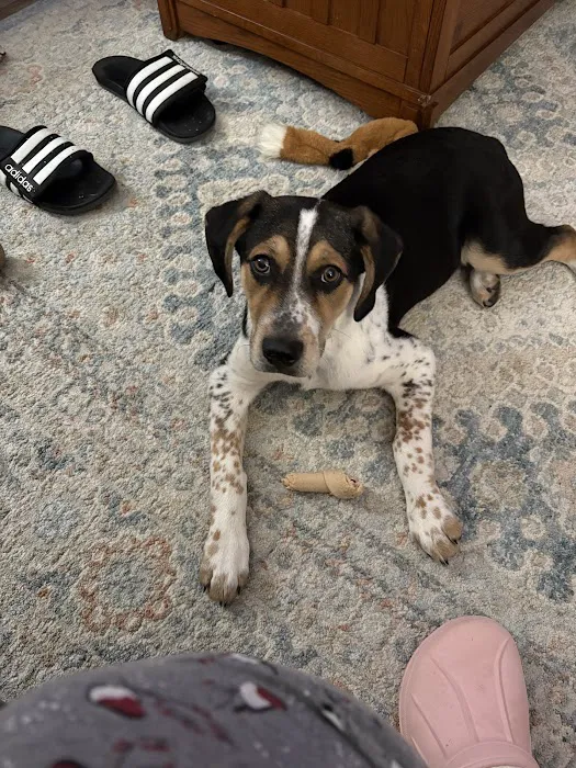 Banfield Pet Hospital 2