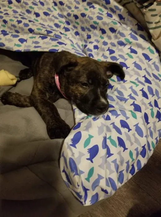 Banfield Pet Hospital 4