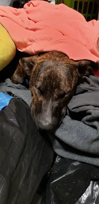 Banfield Pet Hospital 5