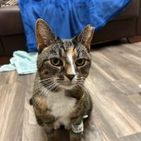 Banks Veterinary Clinic ico