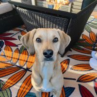 Village Animal Hospital ico