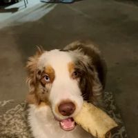 Sheabel Veterinary Hospital ico