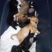 Woodstock Spay & Neuter Clinic ico
