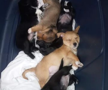 Woodstock Spay & Neuter Clinic