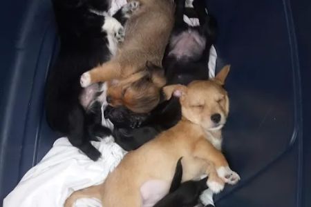 Woodstock Spay & Neuter Clinic