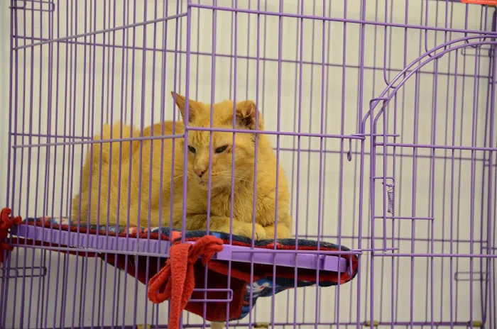 Woodstock Spay & Neuter Clinic 12