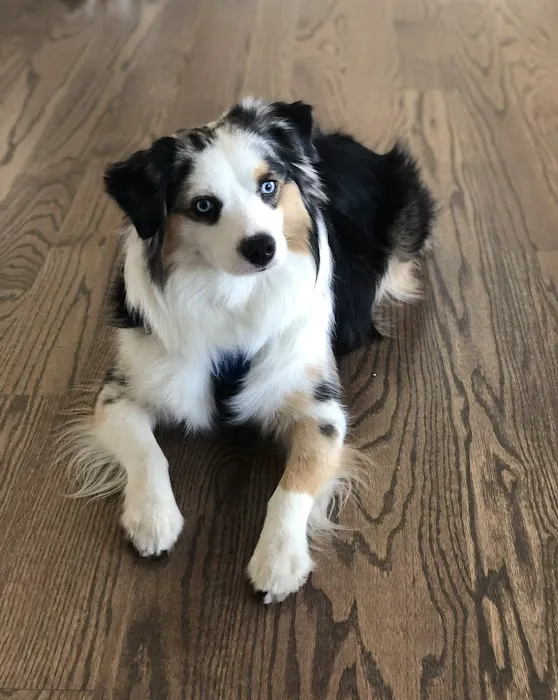 Woodstock Spay & Neuter Clinic 12