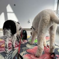 PetVet365 Pet Hospital Lexington/Richmond Rd ico
