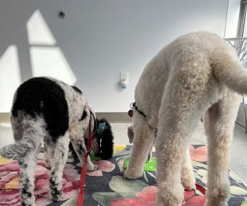 PetVet365 Pet Hospital Lexington/Richmond Rd
