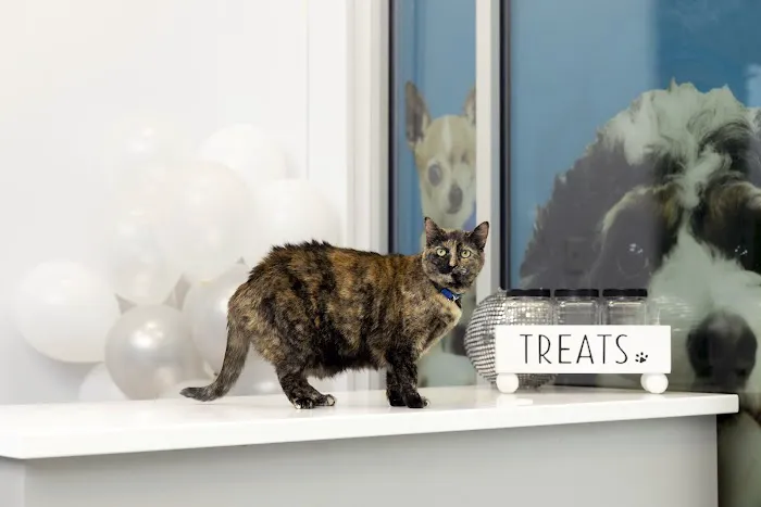 PetVet365 Pet Hospital Lexington/Richmond Rd 5
