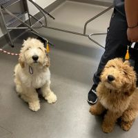 Richmond Road Veterinary Clinic ico