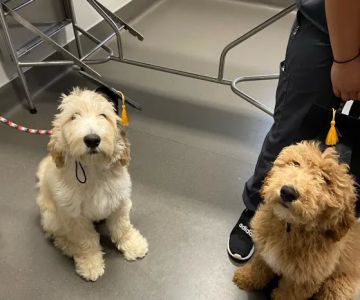 Richmond Road Veterinary Clinic