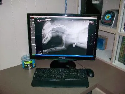 Southland Veterinary Hospital 12