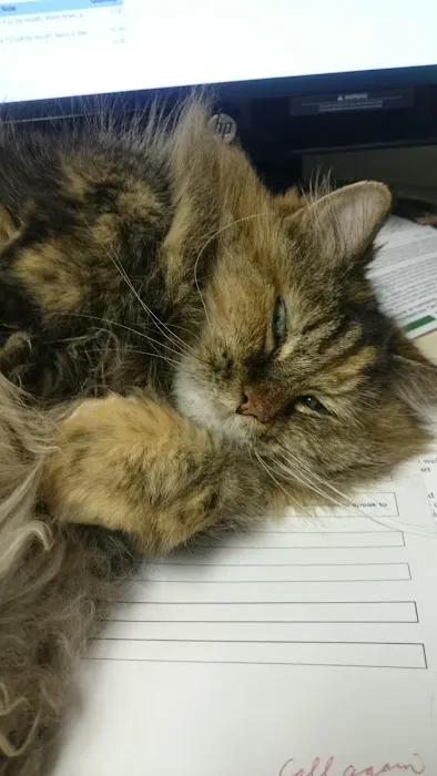 Lexington Hospital For Cats 12