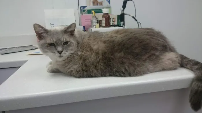Lexington Hospital For Cats 12