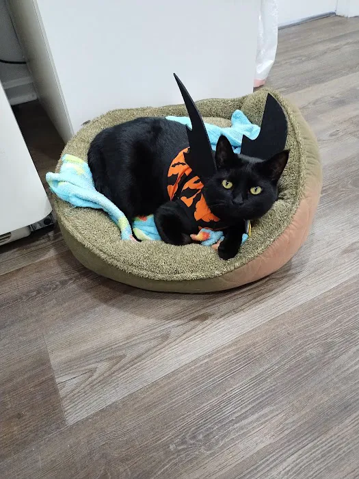 Lexington Hospital For Cats 12