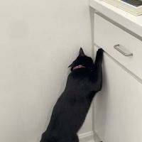 Lexington Hospital For Cats ico