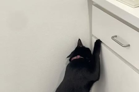 Lexington Hospital For Cats