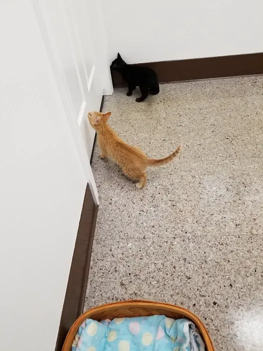 Lexington Hospital For Cats 12