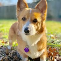 Blue Paw Primary Pet Care ico
