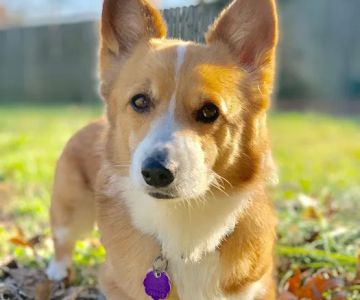 Blue Paw Primary Pet Care