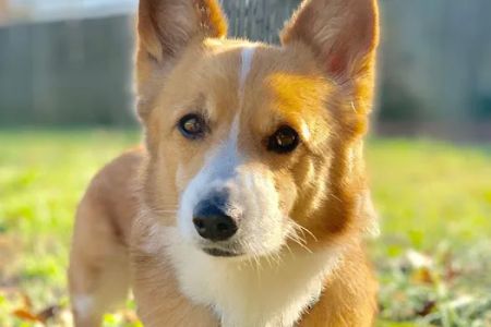 Blue Paw Primary Pet Care