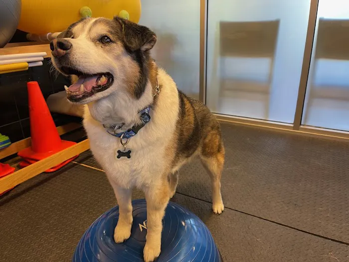 Lexington Veterinary Rehabilitation 4